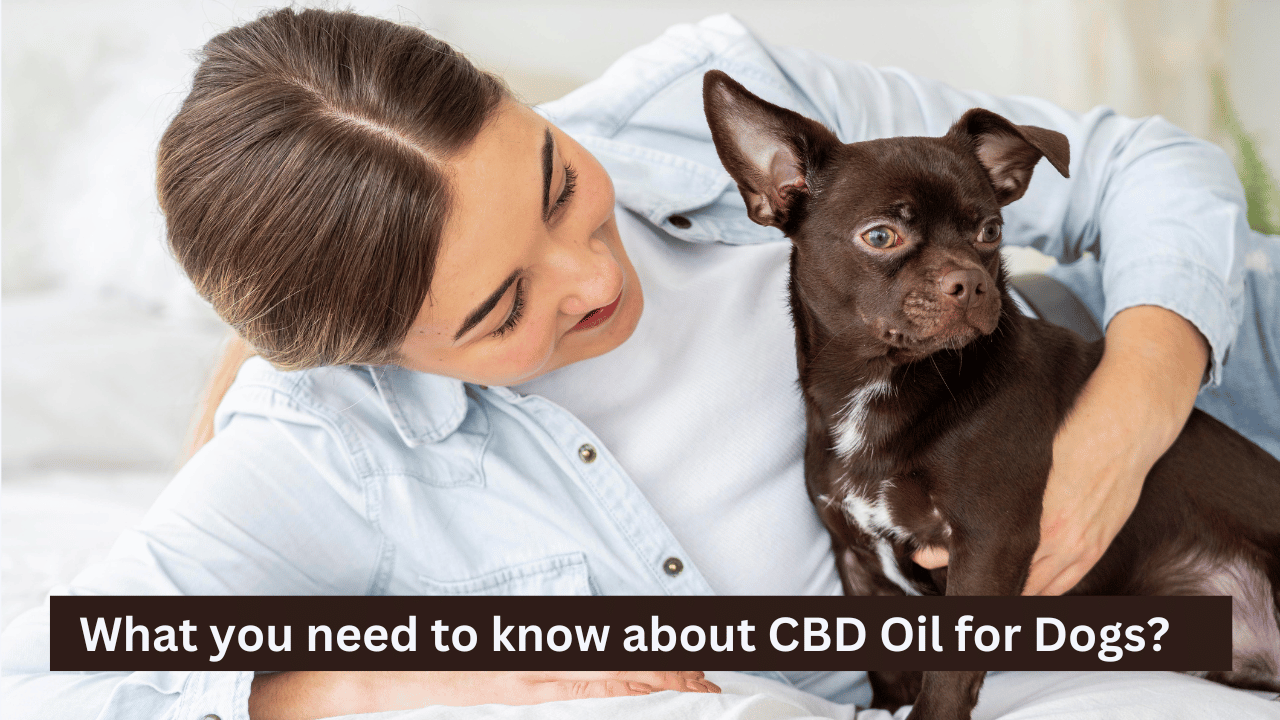 CBD Oil for dogs Guide